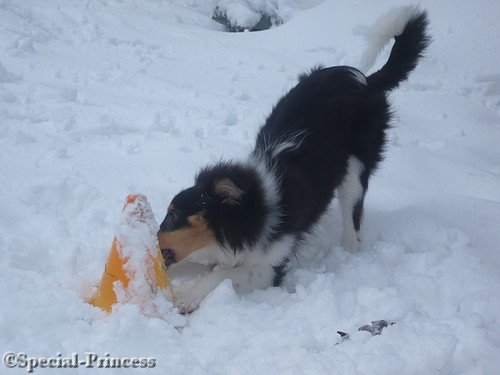 Dylano in de sneeuw